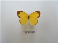 藏品(島嶼黃蝶)的圖片